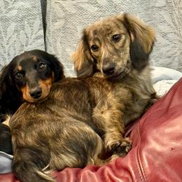 Ivy - Dachshund