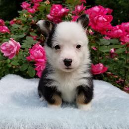 American Corgi and Pembroke Welsh Corgi Puppies from Whimsical Treasure Corgis