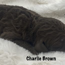Boy 1 - Goldendoodle puppy in Franklin, Tennessee from Hey Doodle Doodle