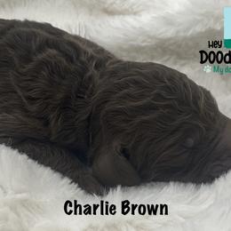 Boy 1 - Goldendoodle puppy in Franklin, Tennessee from Hey Doodle Doodle