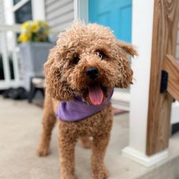 Buddy - Apricot male Goldendoodle puppy in Tolono, Illinois from The Golden Rule Doodles