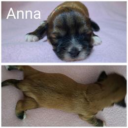 Anna - Red gold female Lhasa Apso puppy in Cincinnati, Ohio from Shangri-La Lhasa Apsos