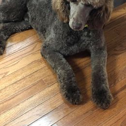 Aussiedoodle, Australian Shepherd, Miniature American Shepherd, and Poodle All Grown Up from Mammydoodles282
