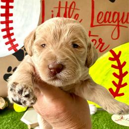 Jordy - Apricot female Labradoodle puppy in Adams, Nebraska from Boxcar Doodles and Poodles