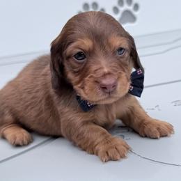 Cameron mom is a European third in group photo - Red male Dachshund puppy in Richmond, Virginia from Irresistible Dachshunds & Cavaliers