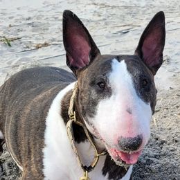Bull Terriers from Alaric Bull Terriers