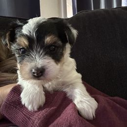 Yorkshire Terrier Puppies from Teresa Faulkner