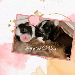 Shih Tzu Puppies from Starrynight Shih Tzu