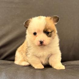 Bumble Bee - Sable female Pembroke Welsh Corgi puppy in Arcanum, Ohio from Weissway Corgis