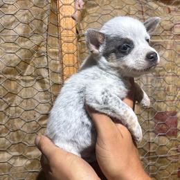 John - Blue male Australian Cattle Dog puppy in Timpson, Texas from Double S Kennel