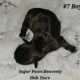 7th born - Brindle male Shih Tzu puppy in Havelock, North Carolina from Sugar Paws Heavenly Shih Tzu’s