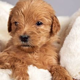 Goldendoodles from Seattle Sweet Goldendoodles