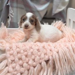 Izzy - Piebald female Dachshund puppy in Decatur, Mississippi from KP Dachshunds