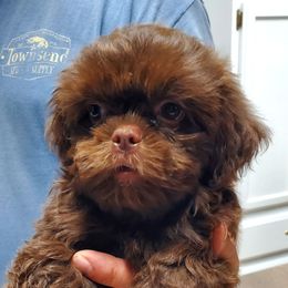 Chocolate - Chocolate male Shih Tzu puppy in Crystal, Michigan from Hill Top shih-tzu