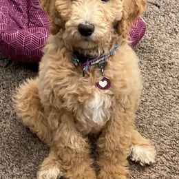 Goldendoodle Puppies from Penny Doodles
