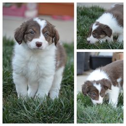 Girl 1 - Border Collie puppy in Huntersville, North Carolina from Millie’s Border Collie