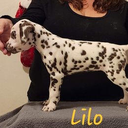 Girl 3 - White and liver brown Dalmatian puppy in Richmond, Virginia from Darrfield