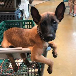 Belgian Malinois and Labrador Retriever Puppies from Elite Canine Training & Outfitters