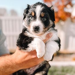 Mercedes - Black tri-color female Australian Shepherd puppy in Meridian, Idaho from Boise Aussie Paws