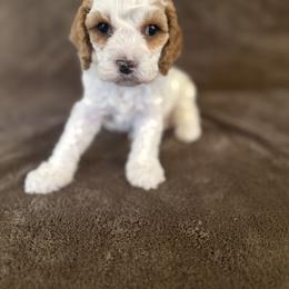 Cavapoo Puppies from The love of Cavapoos
