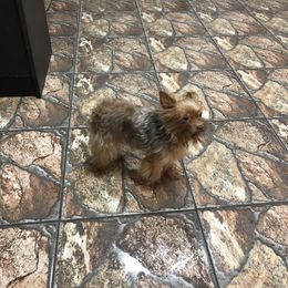 Yorkshire Terrier Puppies from MCM Acres