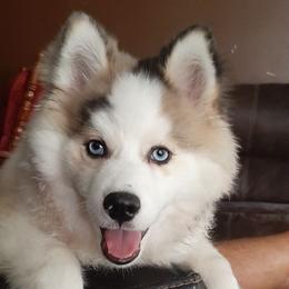 George - Pomsky