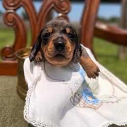 Violet - Dapple female Dachshund puppy in Stilwell, Oklahoma from MB’s Dachshunds