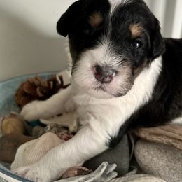 Aussiedoodles from Pamela's Aussiedoodles