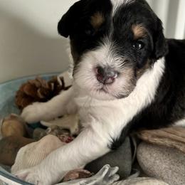 Aussiedoodles from Pamela's Aussiedoodles