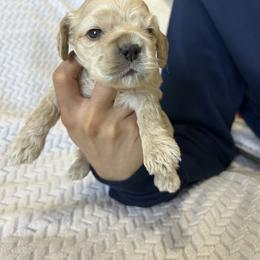 Milo - Buff male Cocker Spaniel puppy in Corcoran, California from Sweetheart Cockers