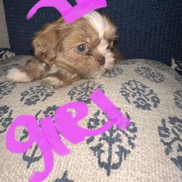 Shih Tzu All Grown Up from Khloe’s Shih Tzus