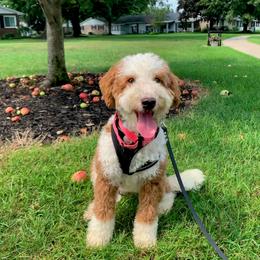 Maple - female Australian Mountain Doodle puppy in Grand Rapids, Michigan from The Kindred K9