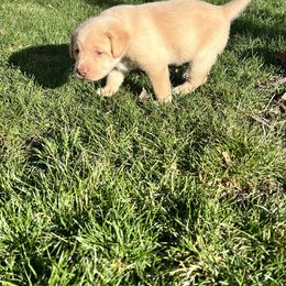 Labrador Retriever Puppies from Burks Retrievers