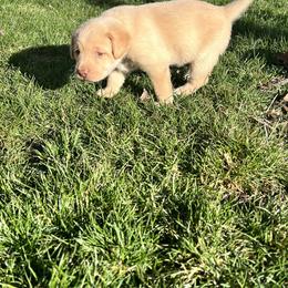 Labrador Retriever Puppies from Burks Retrievers