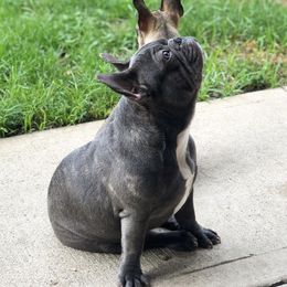 French Bulldogs from Fruggies