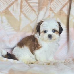Aspen - Brown and white female Shichon puppy in Delta, Colorado from PTK Ranch