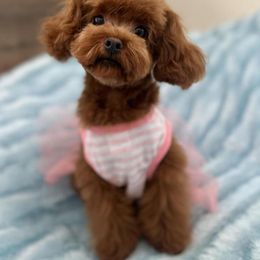 Mili - Poodle