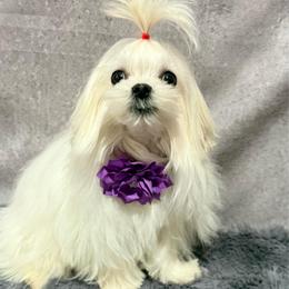 Bentley small size - White male Maltese puppy in San Diego, Temecula, Ontario, California from Yorkie & Maltese Royalty