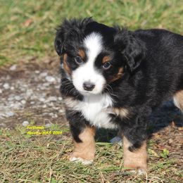 Chopper - Miniature American Shepherd puppy from Faithwalk Aussies and Mini American Shepherds