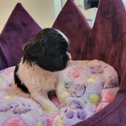 Girl 4 - Shih Tzu puppy in Ellicott City, Maryland from Dr. Dmitriy Kurenbin PURE SHIH TZU Puppies