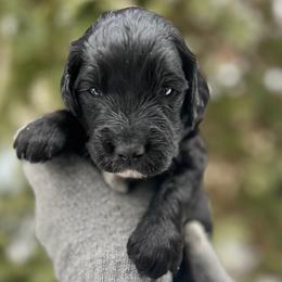 Oak - Black male Goldendoodle puppy in Lancaster, Pennsylvania from Doodles in the Skye