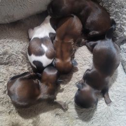 Shih Tzu Puppies from Echomoon Shih Tzu