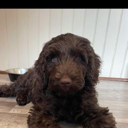 Australian Labradoodle Puppies from Aurora Australian Labradoodles