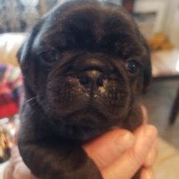 Pug Puppies from Spillman's Pugs