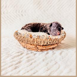 Onyx - Brown male Bernedoodle puppy in Lake City, Florida from 224 Doodles and Poodles