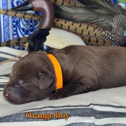 Orange Boy - Chocolate male Labrador Retriever puppy in Plymouth, North Carolina from Duck Creek Kennels