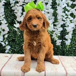 Harper's Lime Girl - Red  female Goldendoodle puppy in Kountze, Texas from Texas Doodles LLC