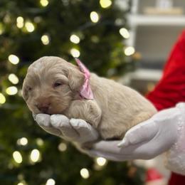 Roo - Cream male Goldendoodle puppy in Camden, North Carolina from Oopsie Doodles of NC