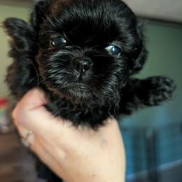 Pink girl - Black female Shih Tzu puppy in Claxton, Georgia from Small Pawz Shih tzu