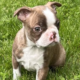 Bangel - Seal brindle and white male Boston Terrier puppy in Charlotte, Michigan from Blue Diamond Danes